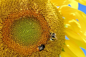 Sonnenblume Blüte - Employer Value Proposition (EVP)